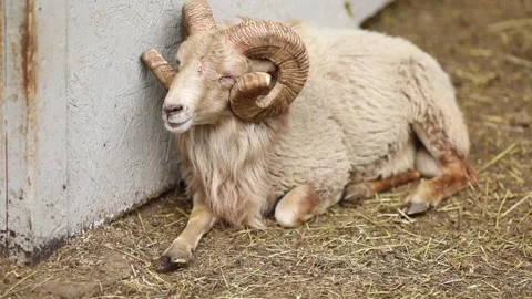 A fluffy white mountain ram with large round horns on a farm begging for food Stock Footage 304003079