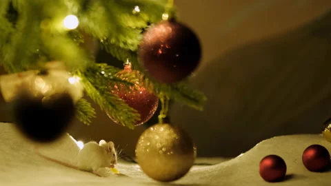 Fluffy white mouse eating cheese, sitting among the decorated branches of the 動画素材 117440192