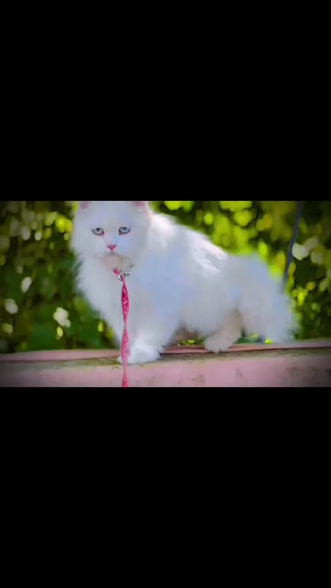 Fluffy White Persian Cat with Odd Eyes on Pink Leash Vídeo Stock 333338206