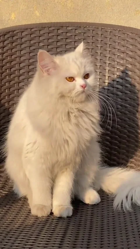 Fluffy White Persian Cat with Orange Eyes Sitting on Wicker Chair Vídeos de archivo 332615218
