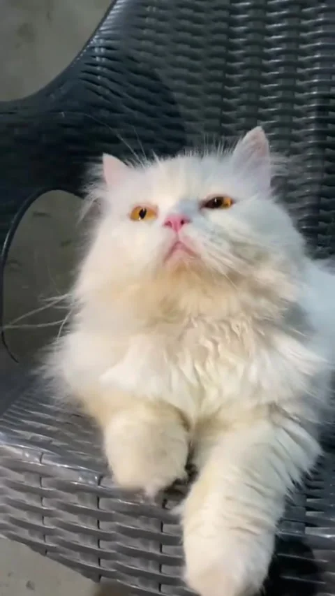 Fluffy White Persian Cat Relaxing on Woven Chair Stock Footage 337065172