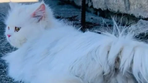 Fluffy White Persian Cat Resting Stock Footage 339373156