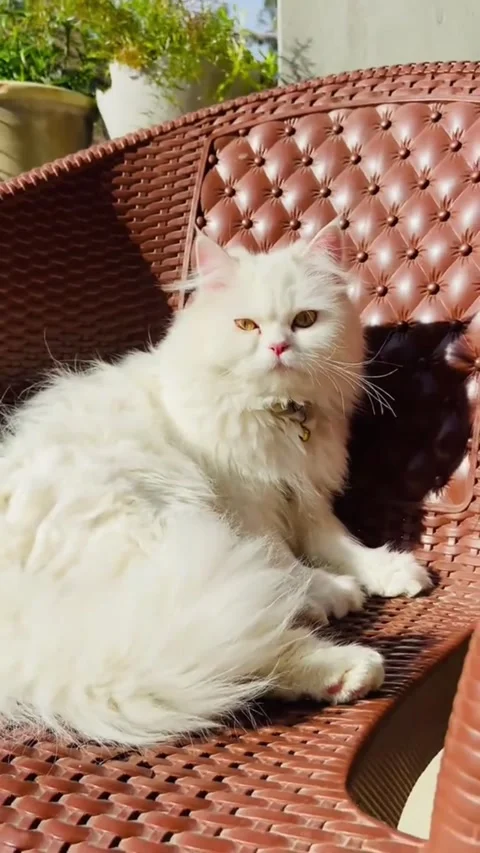 Fluffy White Persian Cat Sitting on Plastic Chair in Sunny Outdoor Setting Видео 336925641