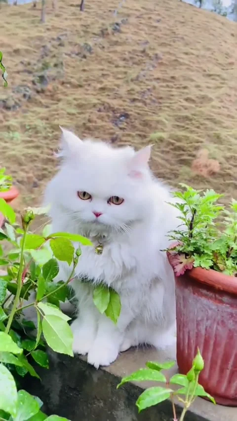 Fluffy White Persian Cat Sitting Near Rose Bush in Rainy Garden Vidéo 336925680