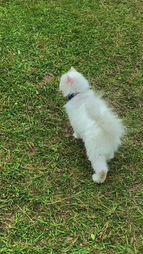 Fluffy White Persian Cat Walking on Green Grass in Park 動画素材 336749140