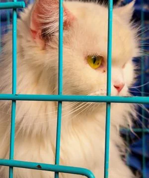 Fluffy white pet cat behind bars in animal shelter or pet shop Foto stock