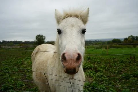 Fluffy white pony looking at camera in rural field, Crich Derbyshire England. Stock Photos