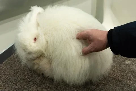 Fluffy white rabbit being gently petted by a hand in a cozy indoor setting Stock Photos