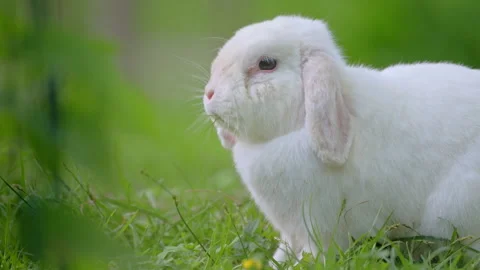 Fluffy white rabbit chewing grass outdoors with soft background, cinematic 4K Stock Footage 335483869