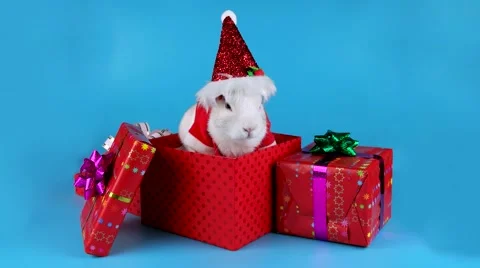 Fluffy white rabbit in the costume of Santa Claus Stock Footage 67448968