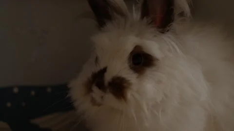 Fluffy white rabbit with dark eyes and nose rests Stock Footage 342190554