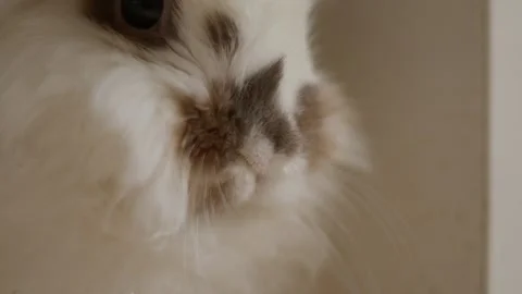 Fluffy white rabbit with dark eyes Stock Footage 342191131