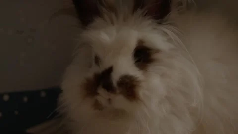 Fluffy white rabbit with dark patches Stock Footage 342189297