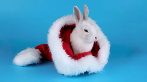 Fluffy white rabbit sitting and sniffing in a Santas hat Stock Footage 67448751