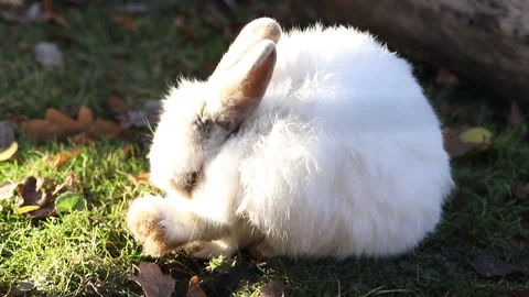 A fluffy white rabbit washes its hind leg. A white rabbit in a forest clearing Stock Footage 220850573