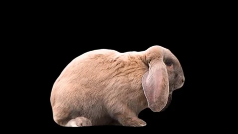 Fluffy white rabbit on without background alpha channel. important bunny Stock Footage 81104492
