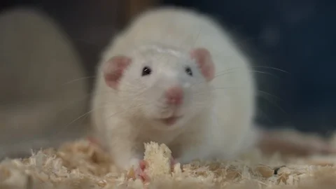 A fluffy white rat eats and runs in a cage. Stock-Footage 128111327