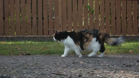 A fluffy white-red-black cat walks along a dirt road along a burgundy fence Stock Footage 147257546