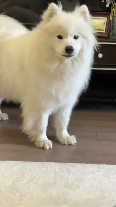 A fluffy white samoyed dog howling or barking indoors Stock Footage 336033612