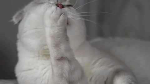 Fluffy white Scottish cat dedicates its focus to meticulously cleaning its paw Stock Footage 281852735