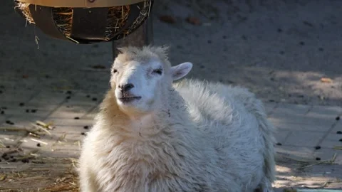 Fluffy white sheep chewing and ruminating on a farm Stock Footage 343972455