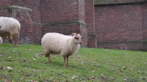 A fluffy white sheep with small horns stands on a green grassy hill Stock Footage 335404400