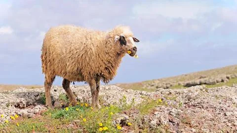 Fluffy White Sheep Standing on Grassy Hill Stock Photos