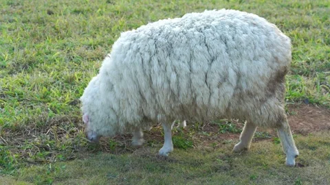 A fluffy white sheep with thick wool grazing on a grassy field in a rural f.. Stock Footage 337332935