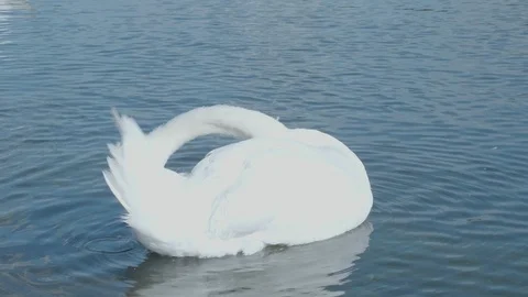 Fluffy white swan constantly pecking itself 库存影片 93299928