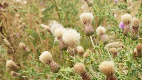 Fluffy white thistle flower macro close up stock footage Stock Footage 344784681