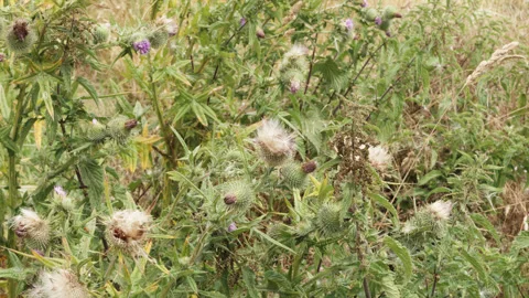 Fluffy white thistle flower macro close up stock footage Stock Footage 344785698