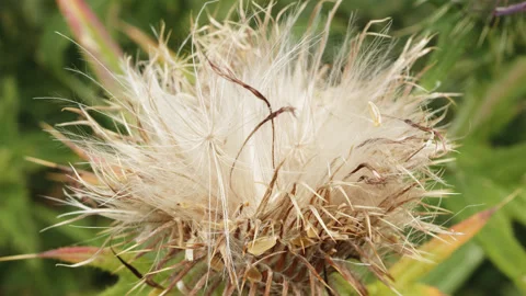 Fluffy white thistle flower macro close up stock footage Stock Footage 344786101