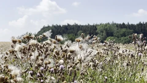 Fluffy white wildflowers on the summer fields Stock Footage 201735141