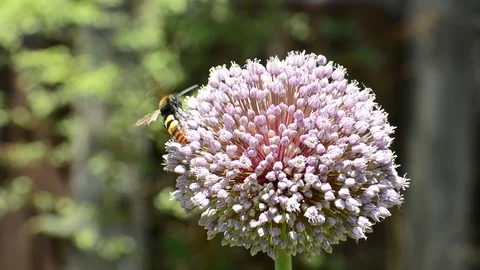 Fluffy wild bee collecting nectar on the spring blossoms Stock Footage 110265864