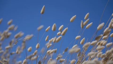 Fluffy wild plants swinging in the wind with blue sky Stock Footage 126355544