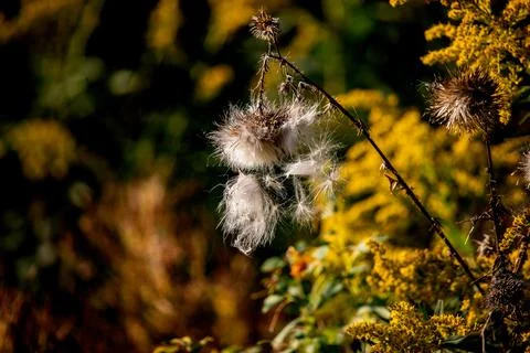 Fluffy Wild Thistle Seed Head in Golden Autumn Meadow Background Stockfoto's