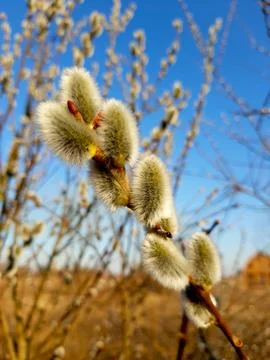 Fluffy Willow Blossoms Blooming in Springtime Against a Clear Blue Sky Stock Photos