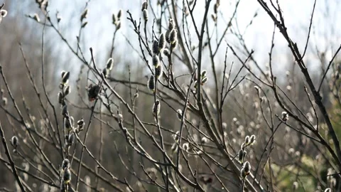 Fluffy willow buds bloom in spring Stock Footage 260473670