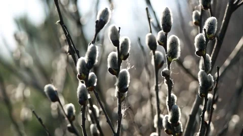 Fluffy willow buds bloom in spring  스톡 동영상 260473871