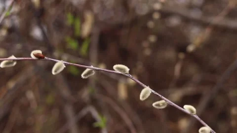 Fluffy willow buds blooming in the foreground Stock-Footage 332434604