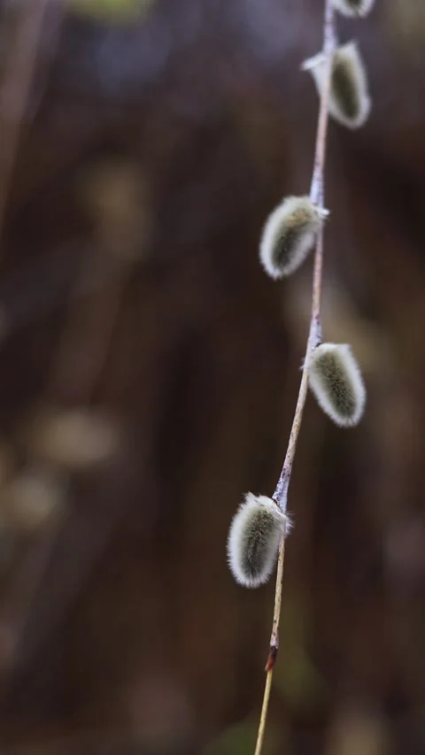 Fluffy willow buds blooming in the foreground Vídeos de archivo 332434607