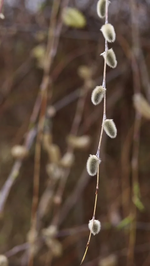Fluffy willow buds blooming in the foreground Stock-Footage 332434609