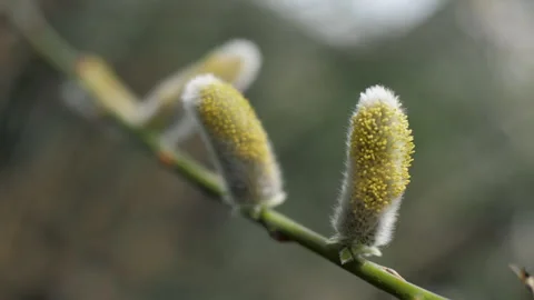 Fluffy willow buds on a branch close-up. Sunny day. Spring Stock Footage 266067368
