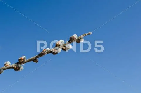 Fluffy willow buds Stock Photos