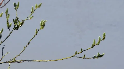 Fluffy willow buds in the rays Stock Footage 107070254