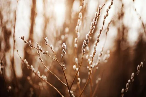 Fluffy willow buds on thin graceful branches bloom in early sunny spring. Pal Stock Photos
