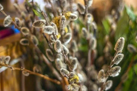 Fluffy willow	close-up Photos