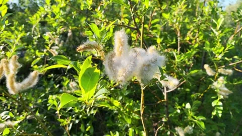 Fluffy willow flowers Stock Footage 247054302