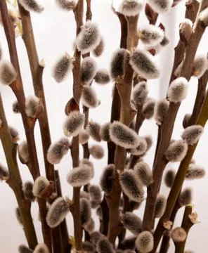 Fluffy willow inflorescence Stock Photos