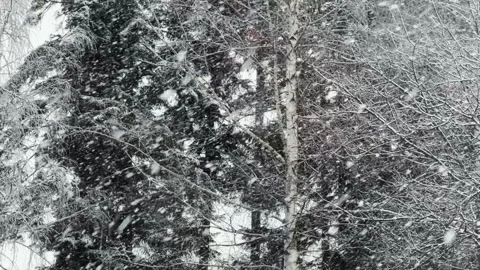 Fluffy winter snowflakes fall down on background forest, swirl in wind Stock Footage 323762834